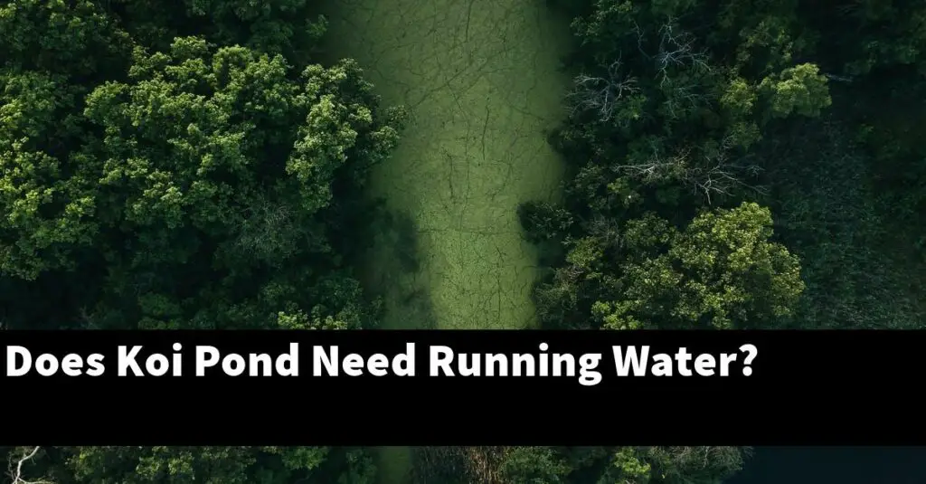 Does Koi Pond Need Running Water? [2024 Guide] Gold Koi Fish