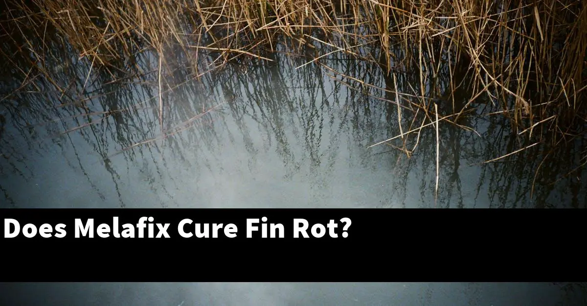 Does Melafix Cure Fin Rot?