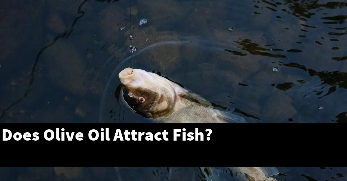 Does Olive Oil Attract Fish?