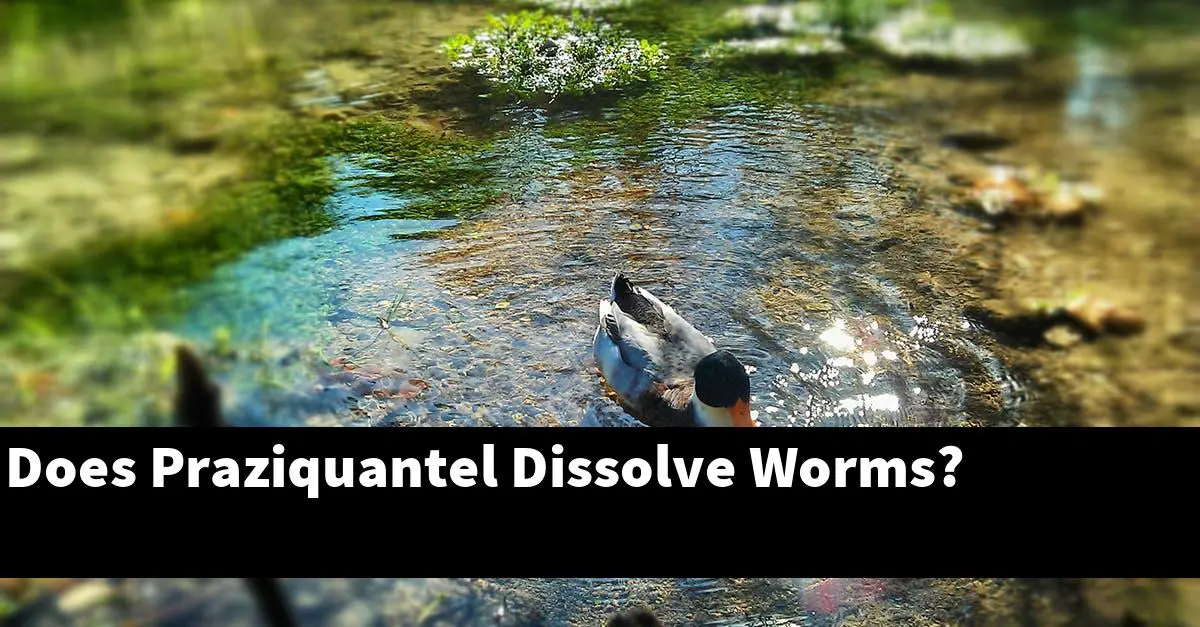 Does Praziquantel Dissolve Worms?