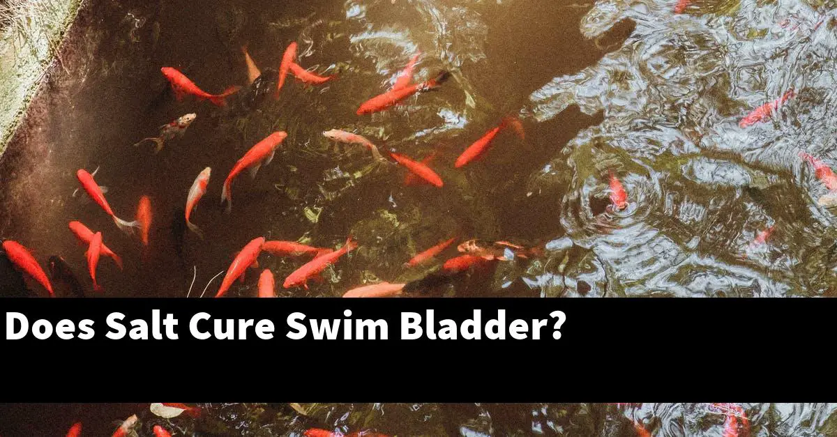 Does Salt Cure Swim Bladder?
