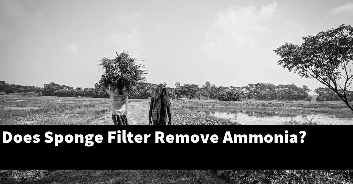 Does Sponge Filter Remove Ammonia?