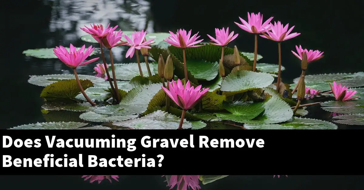 Does Vacuuming Gravel Remove Beneficial Bacteria?