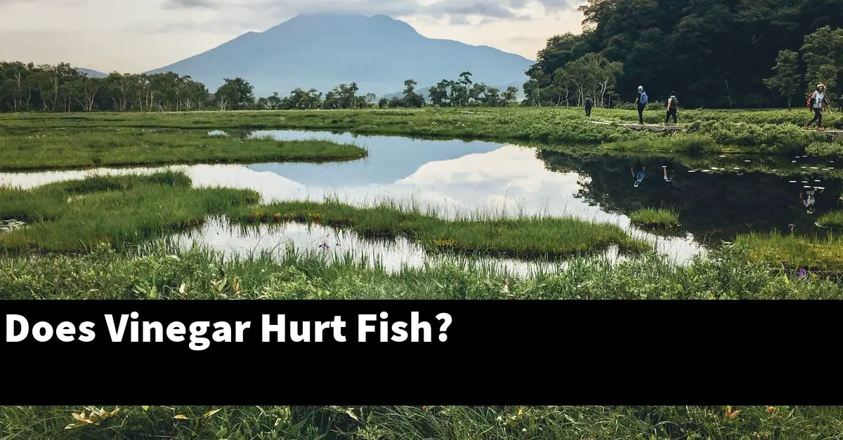 Does Vinegar Hurt Fish?