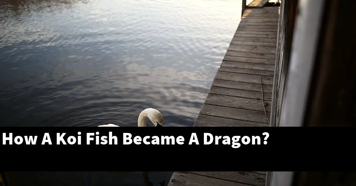 How A Koi Fish Became A Dragon?