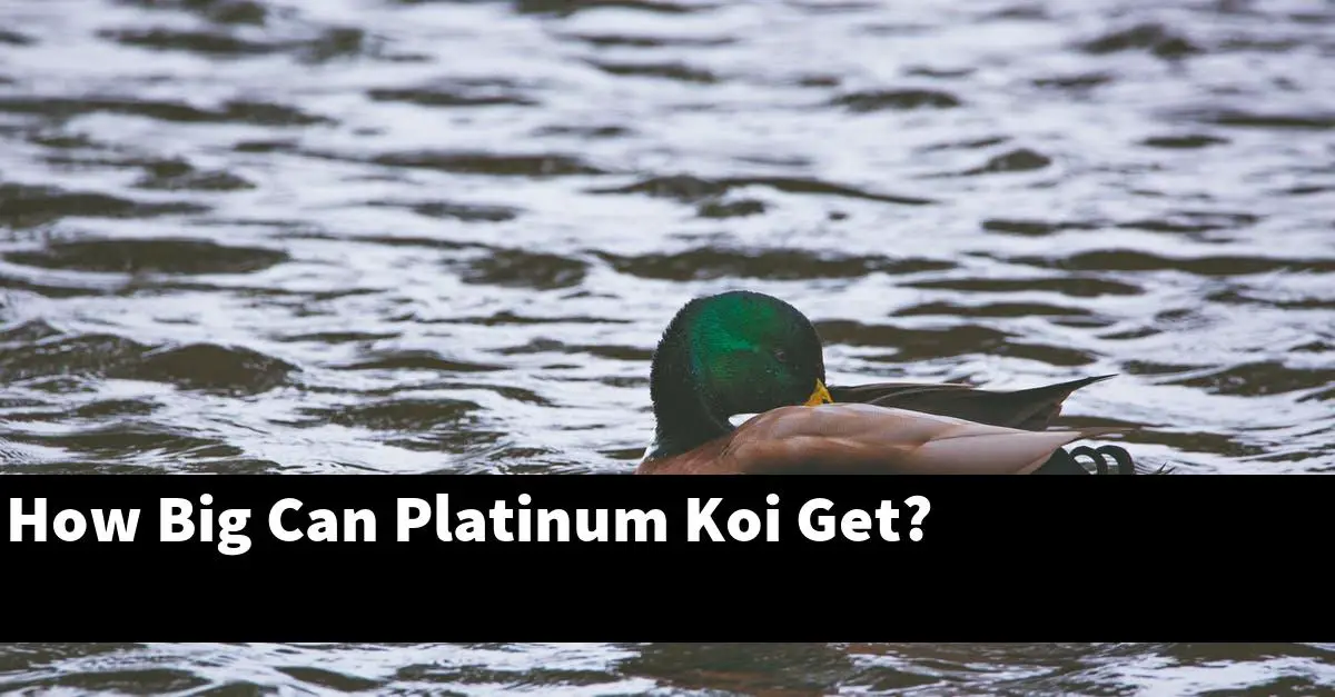 How Big Can Platinum Koi Get?