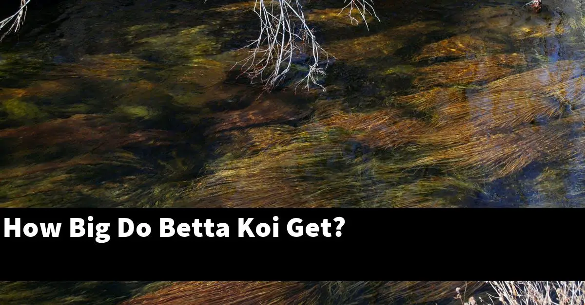 How Big Do Betta Koi Get?