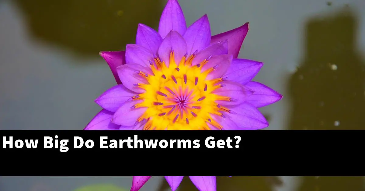 How Big Do Earthworms Get?