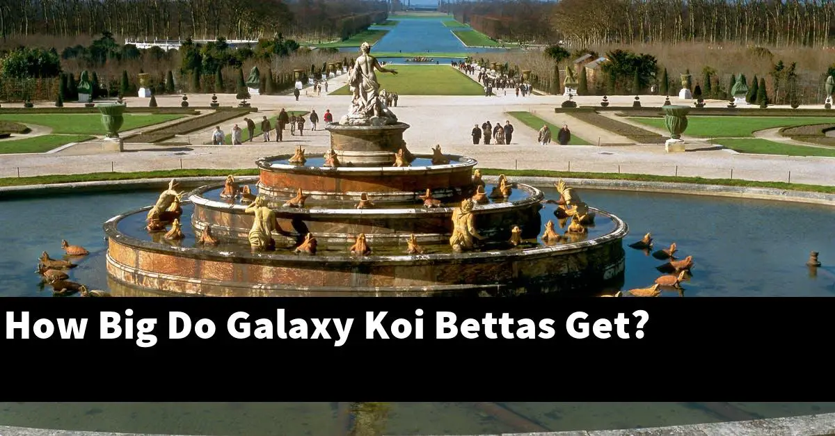 How Big Do Galaxy Koi Bettas Get?