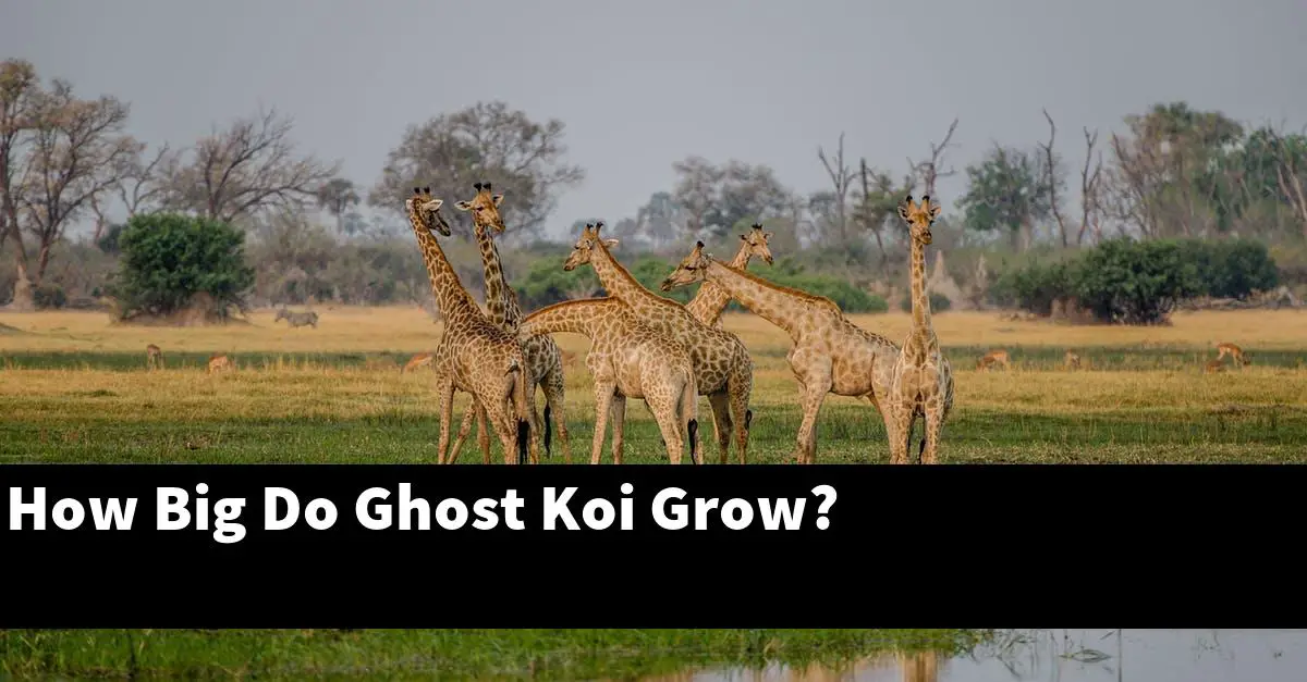 How Big Do Ghost Koi Grow?