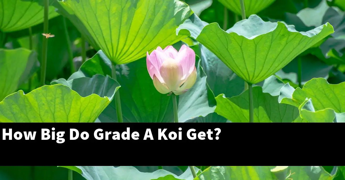 How Big Do Grade A Koi Get?