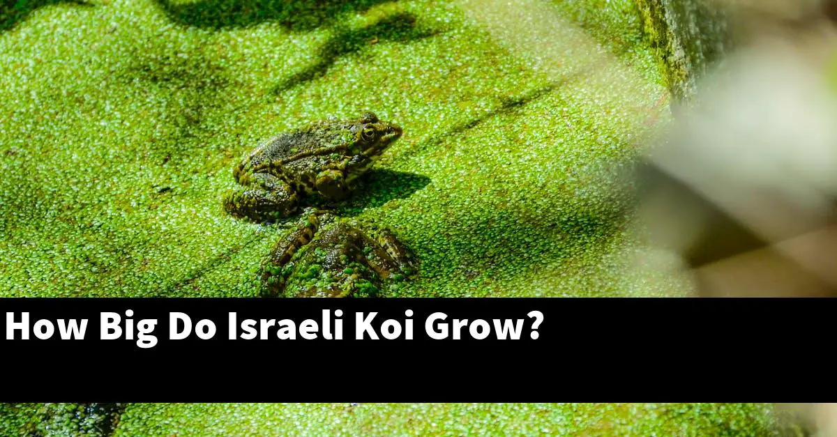 How Big Do Israeli Koi Grow?