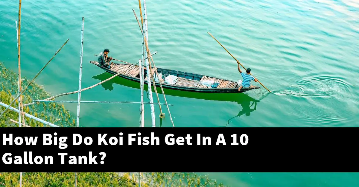 How Big Do Koi Fish Get In A 10 Gallon Tank?