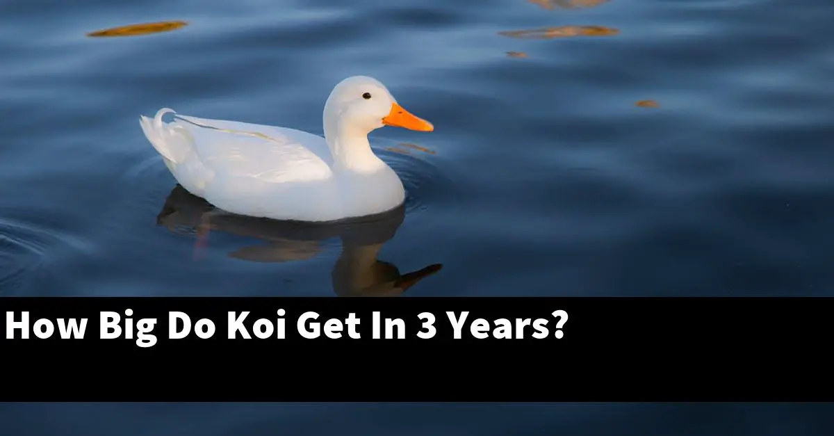 How Big Do Koi Get In 3 Years?
