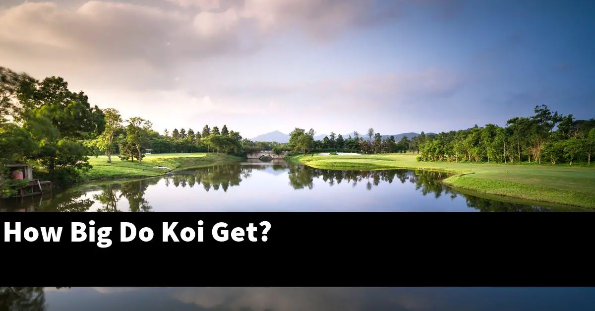 How Big Do Koi Get?