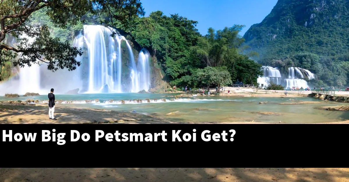 How Big Do Petsmart Koi Get?