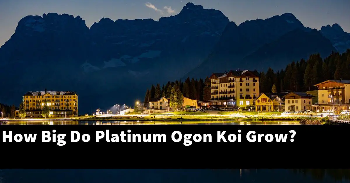 How Big Do Platinum Ogon Koi Grow?