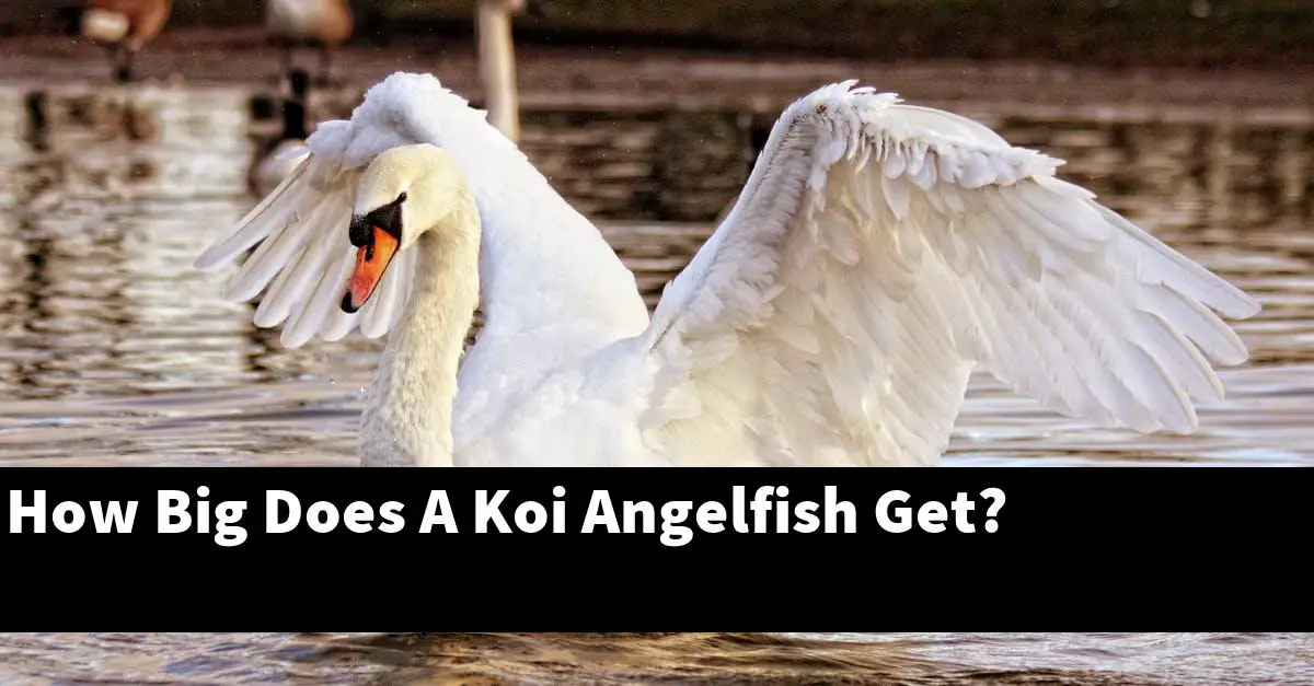 How Big Does A Koi Angelfish Get?