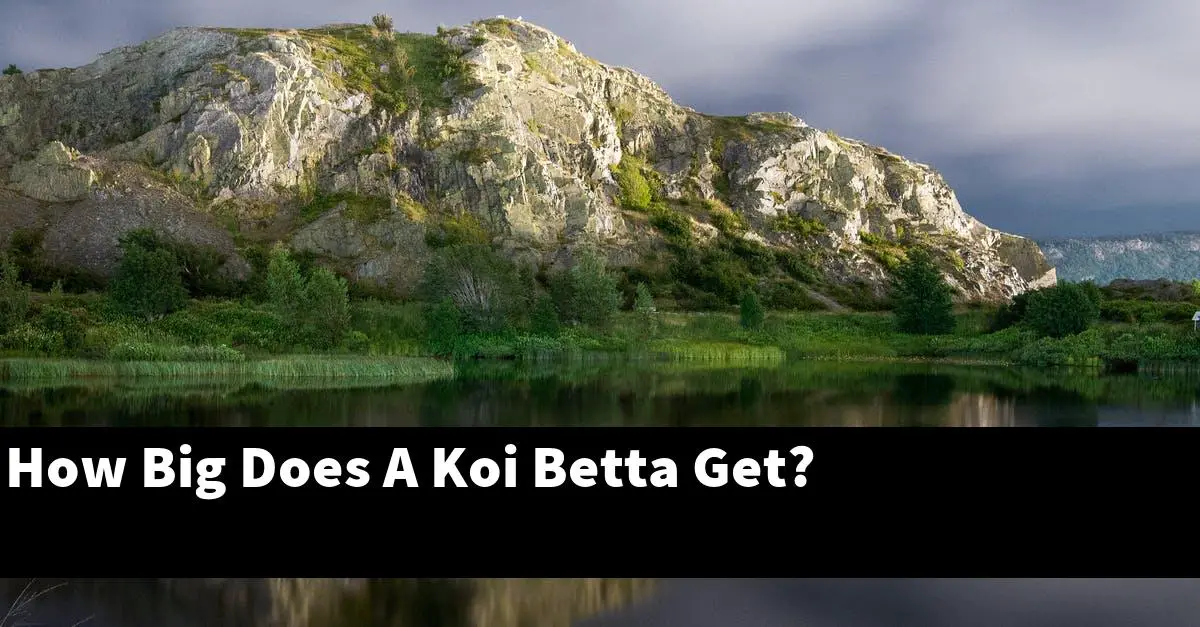 How Big Does A Koi Betta Get?