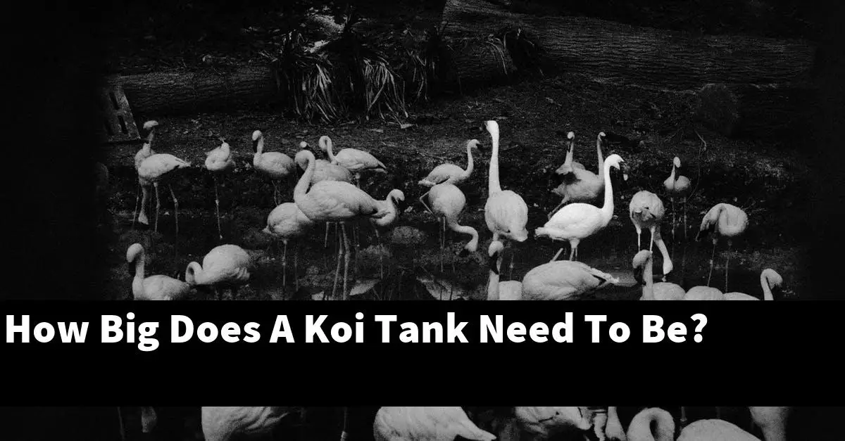 How Big Does A Koi Tank Need To Be?