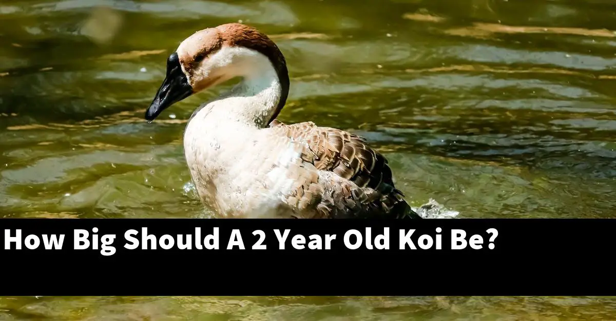 How Big Should A 2 Year Old Koi Be?