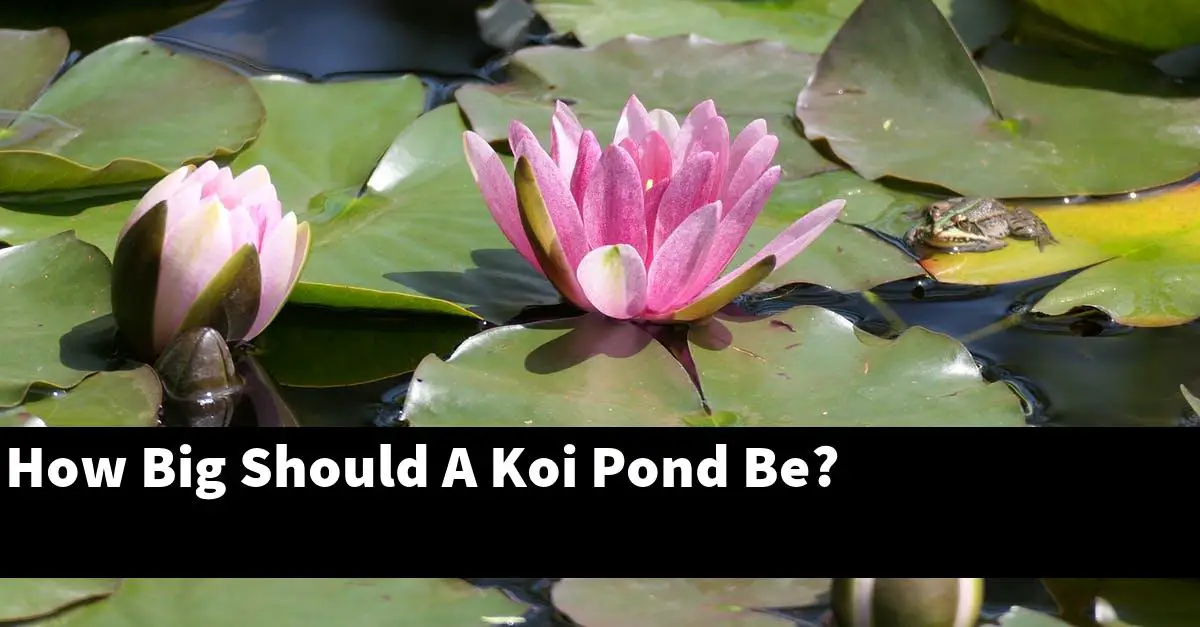 How Big Should A Koi Pond Be?