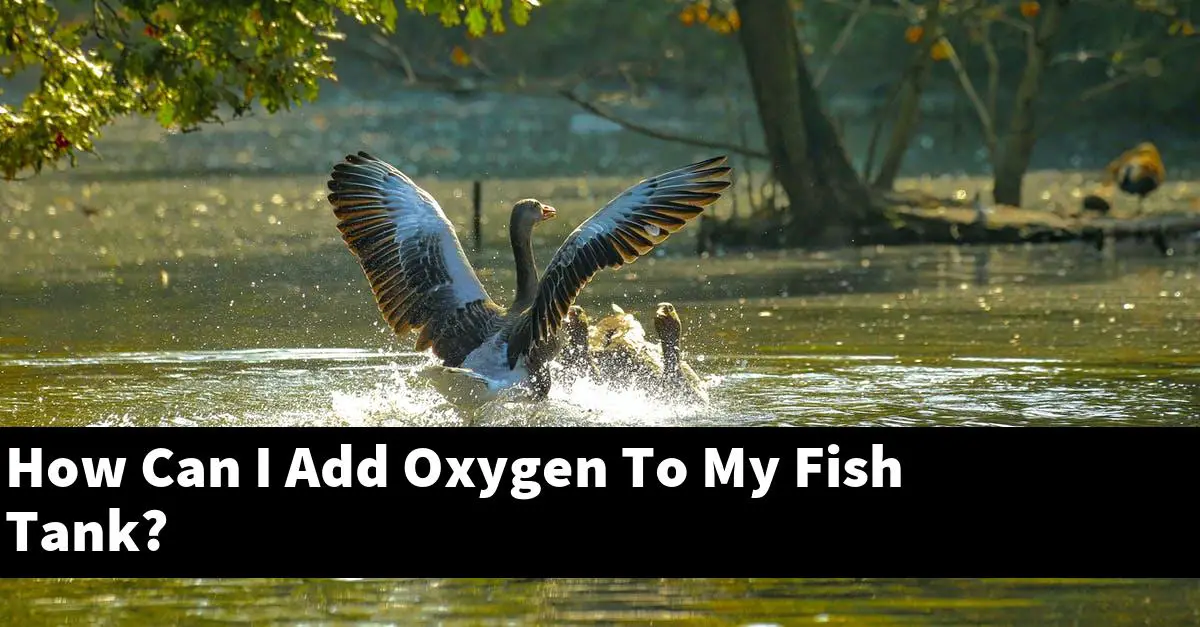 How Can I Add Oxygen To My Fish Tank?