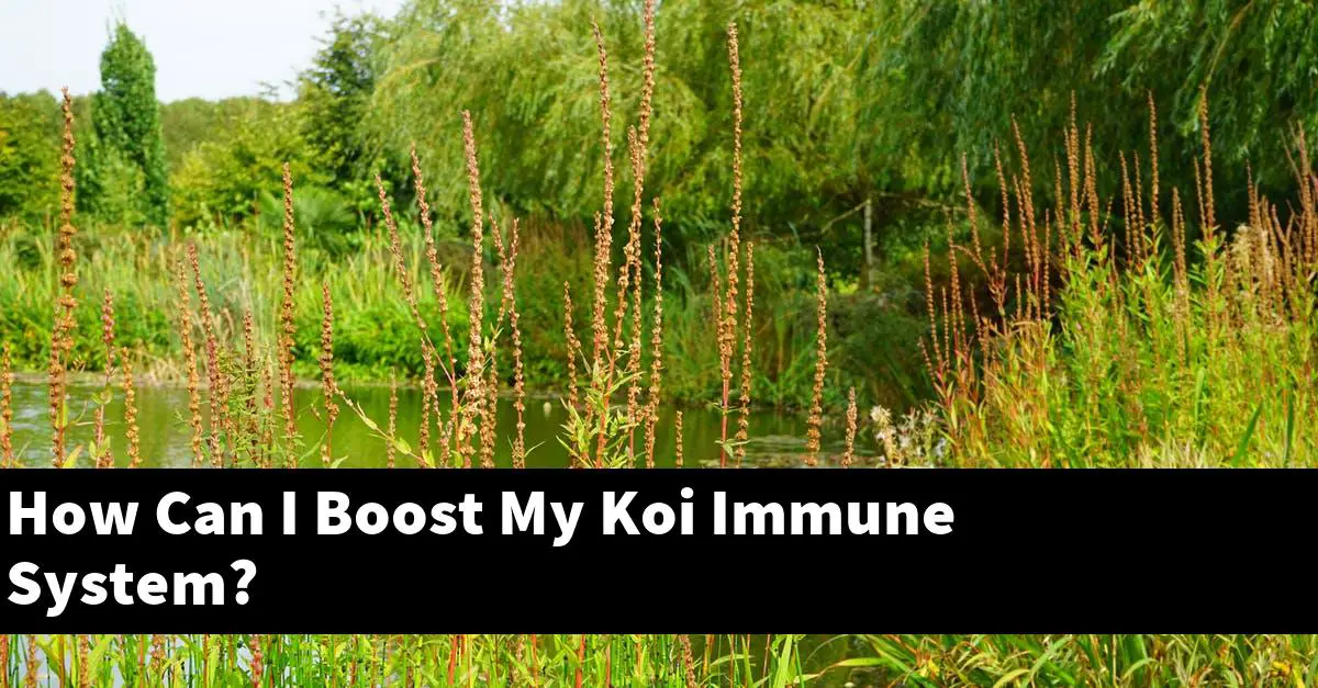 How Can I Boost My Koi Immune System?