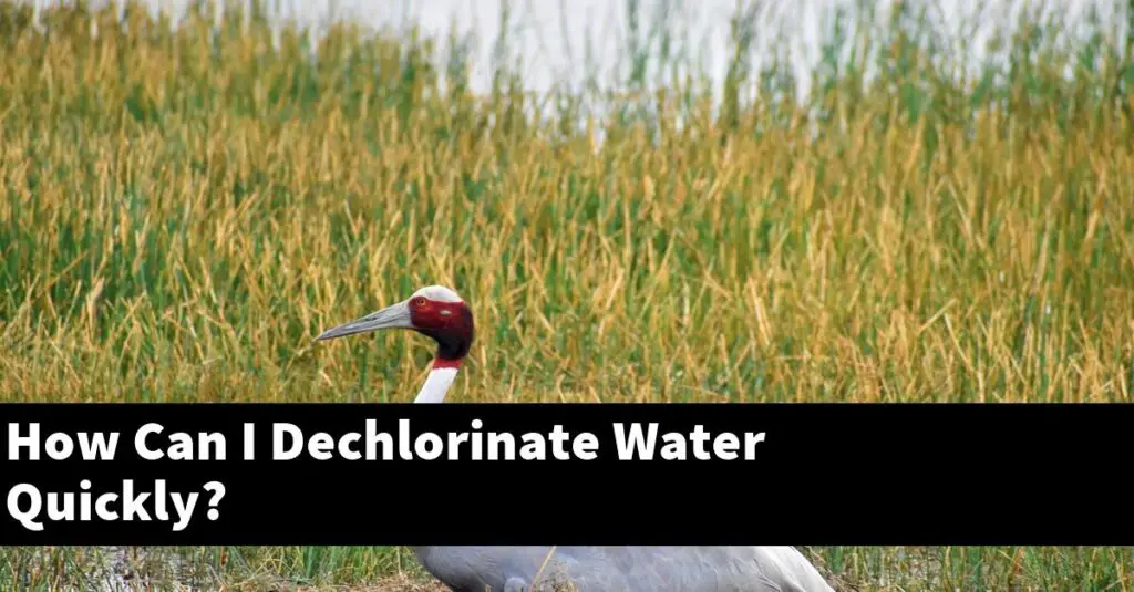How Can I Dechlorinate Water Quickly? [2024 Guide] Gold Koi Fish