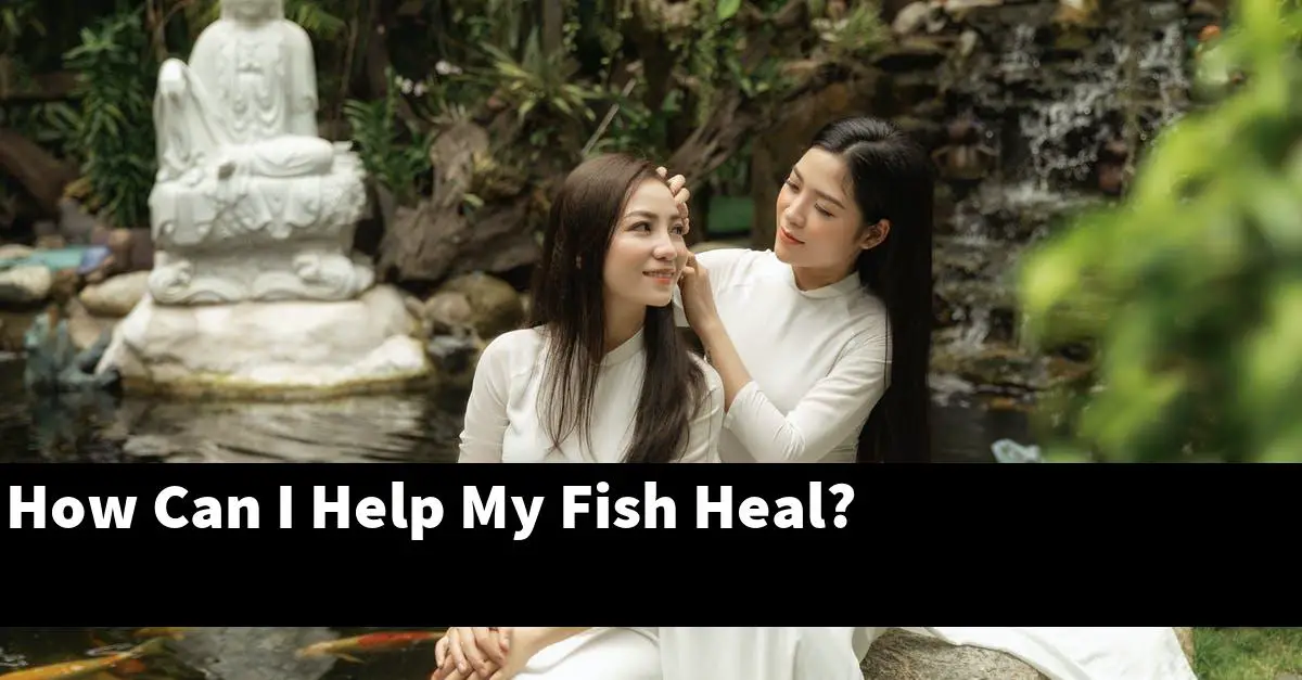 How Can I Help My Fish Heal?