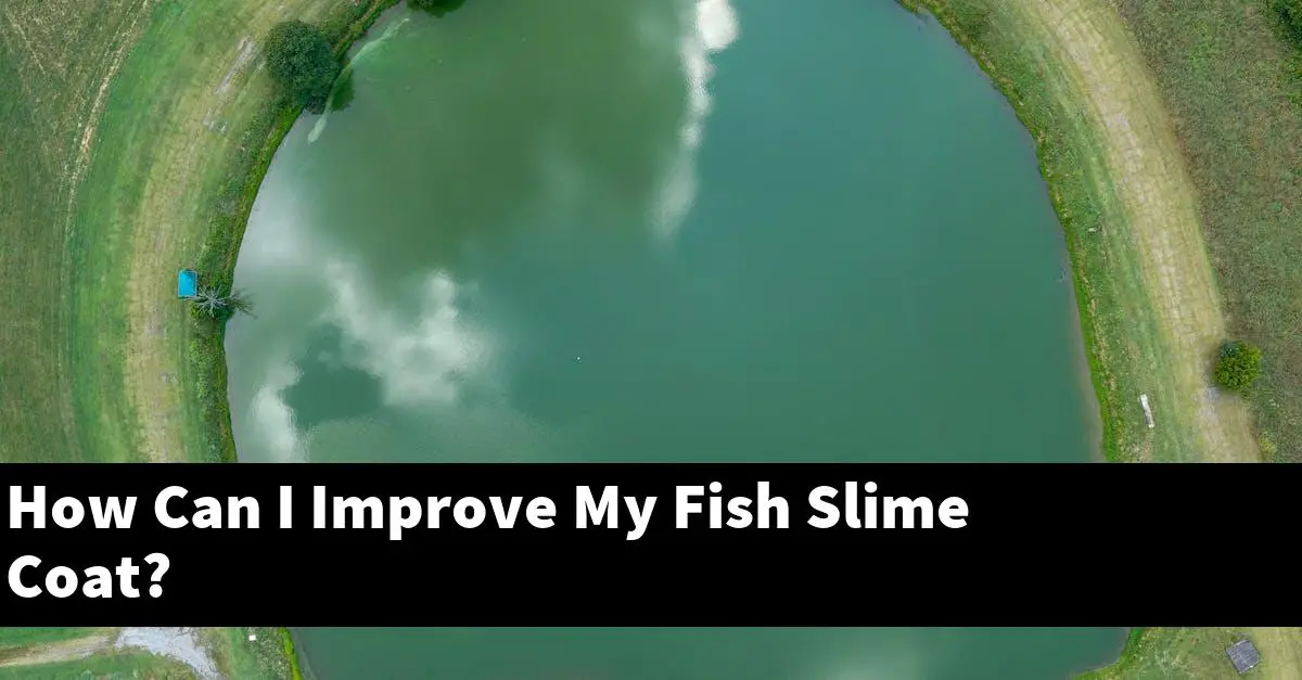 How Can I Improve My Fish Slime Coat?