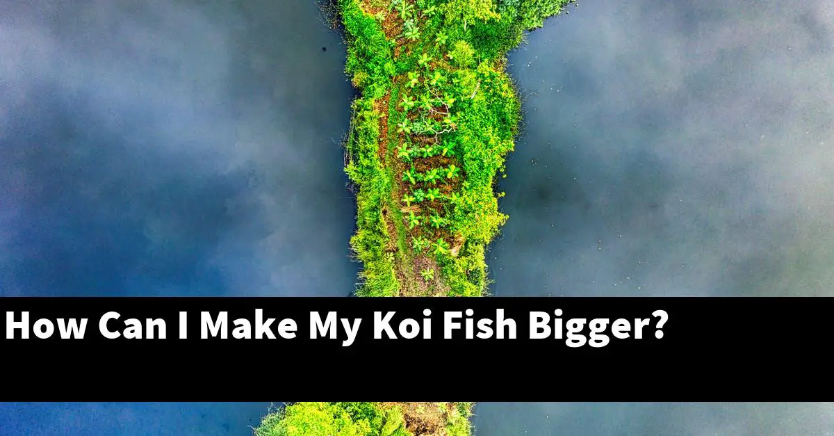 How Can I Make My Koi Fish Bigger?