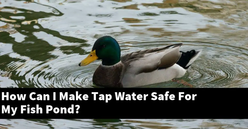How Can I Make Tap Water Safe For My Fish Pond? [2024 Guide] Gold Koi