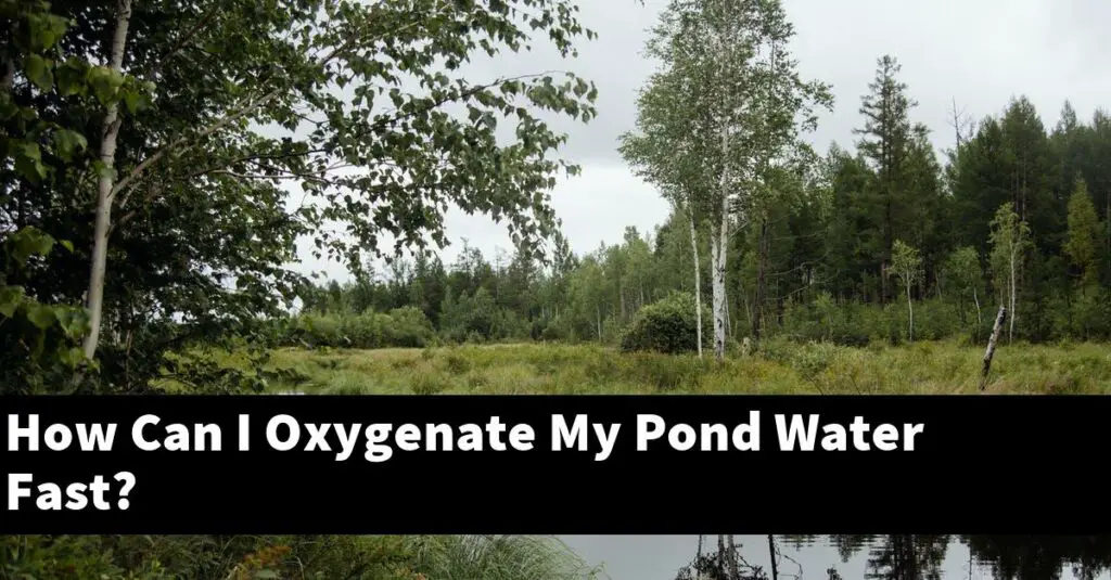 How Can I Oxygenate My Pond Water Fast? [2024 Guide] Gold Koi Fish
