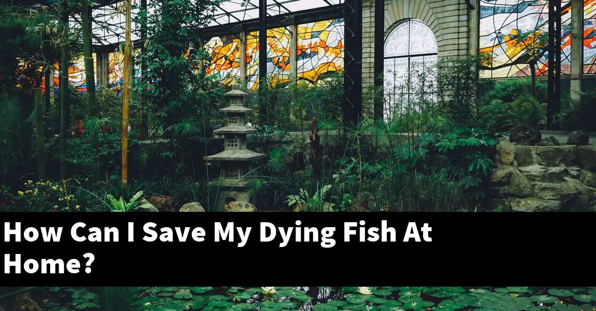 How Can I Save My Dying Fish At Home?