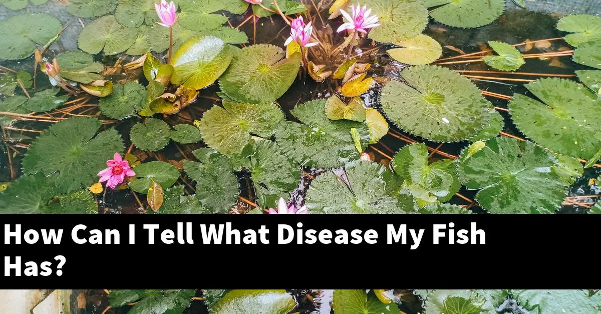 How Can I Tell What Disease My Fish Has?