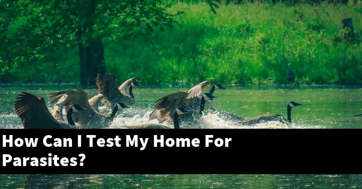How Can I Test My Home For Parasites?
