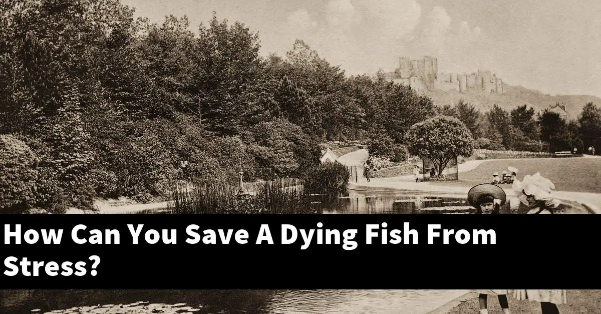 How Can You Save A Dying Fish From Stress?