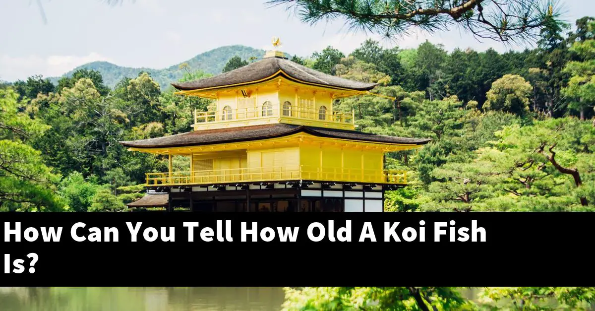 How Can You Tell How Old A Koi Fish Is?