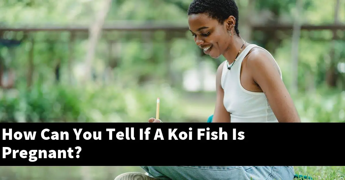 How Can You Tell If A Koi Fish Is Pregnant?