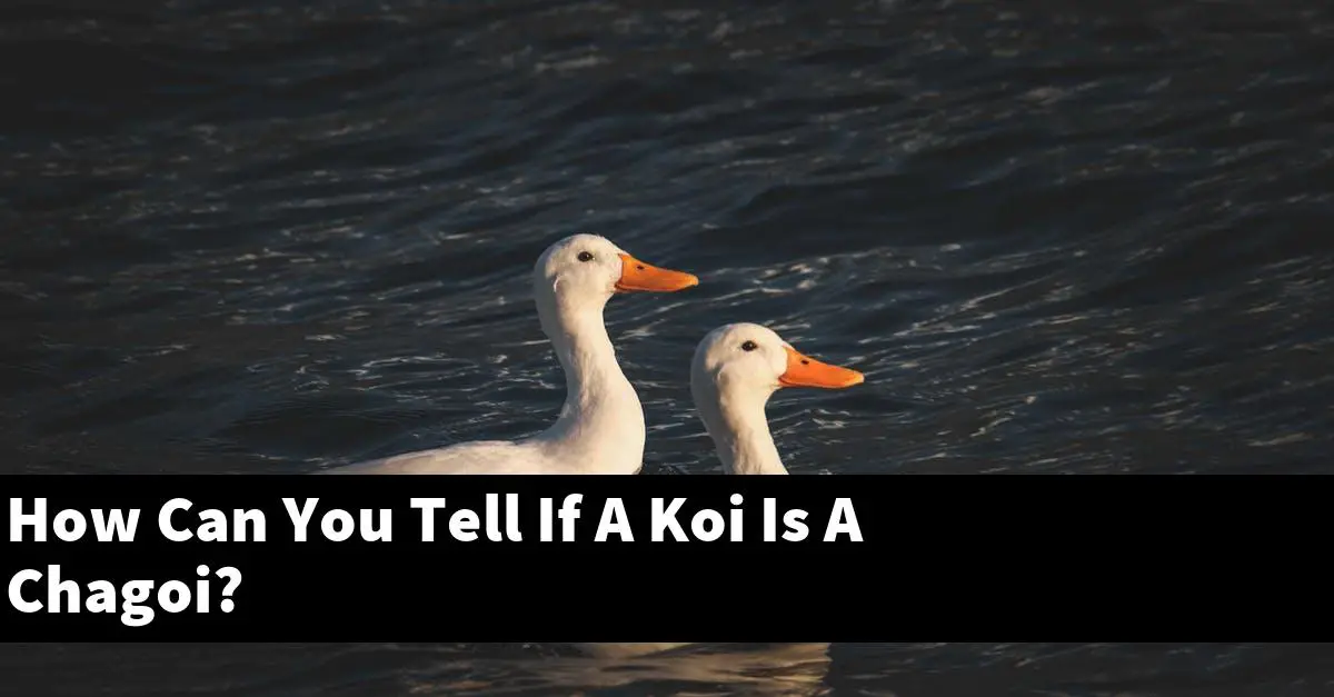 How Can You Tell If A Koi Is A Chagoi?