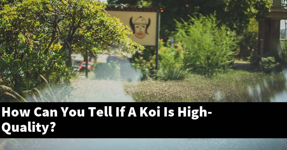 How Can You Tell If A Koi Is High-Quality?