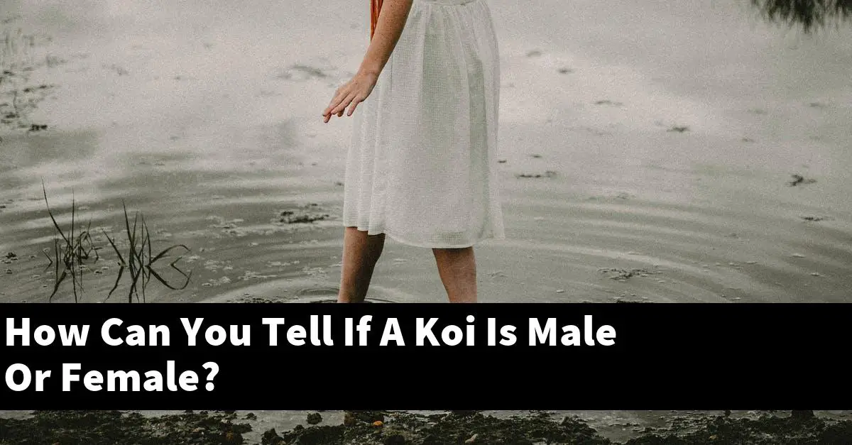 How Can You Tell If A Koi Is Male Or Female?