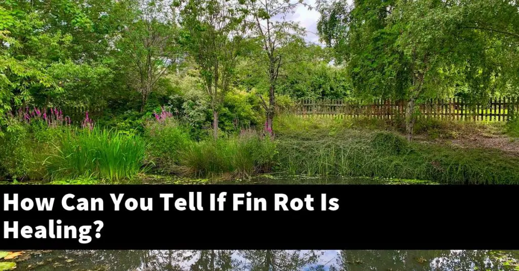 How Can You Tell If Fin Rot Is Healing? [2024 Guide] Gold Koi Fish