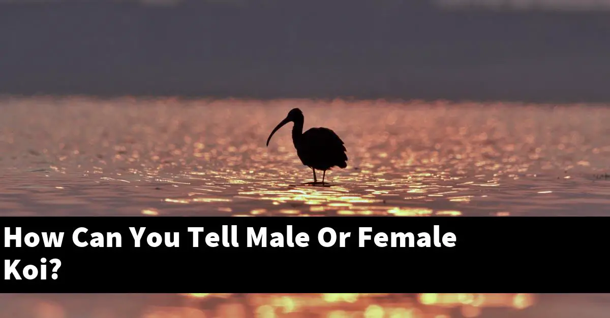 How Can You Tell Male Or Female Koi?