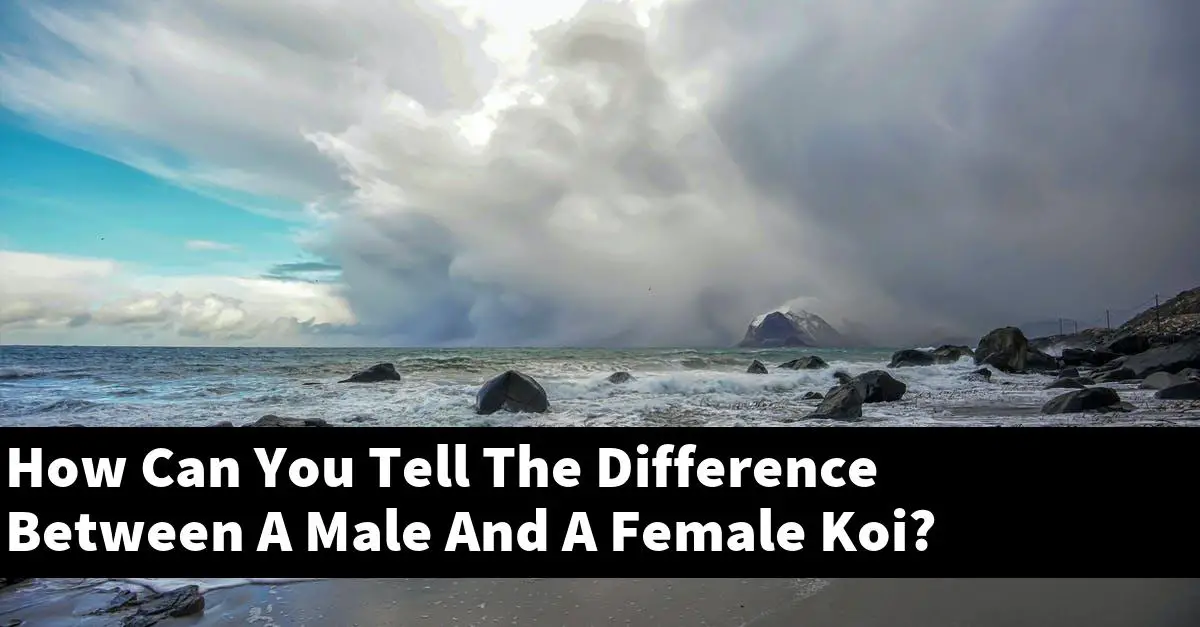 How Can You Tell The Difference Between A Male And A Female Koi?