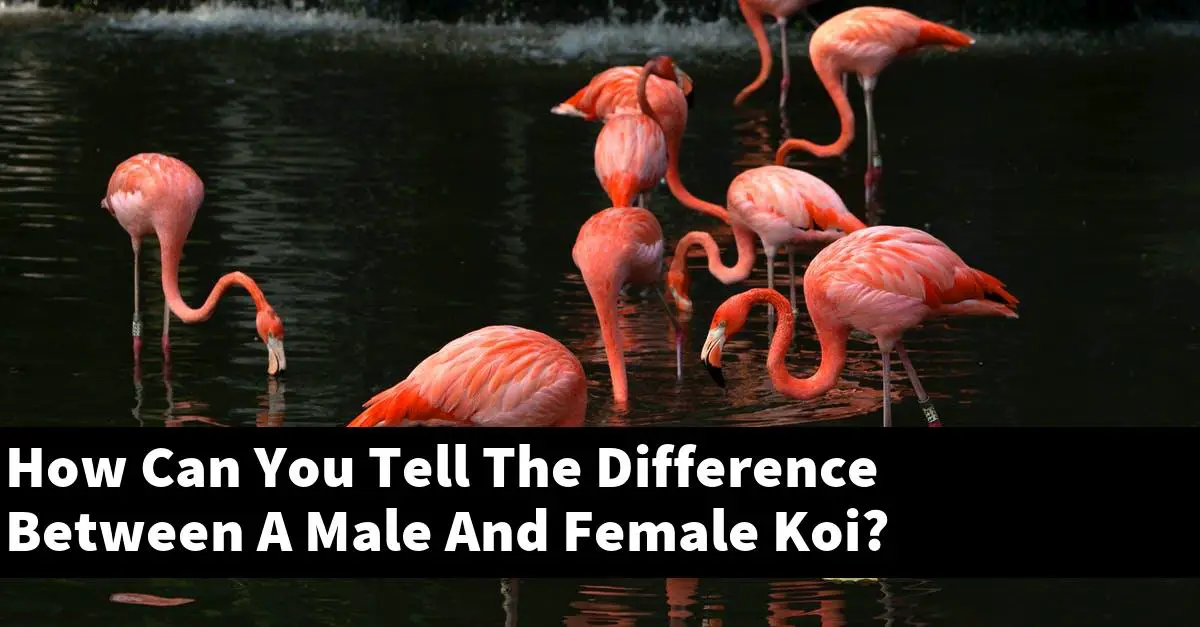 How Can You Tell The Difference Between A Male And Female Koi?