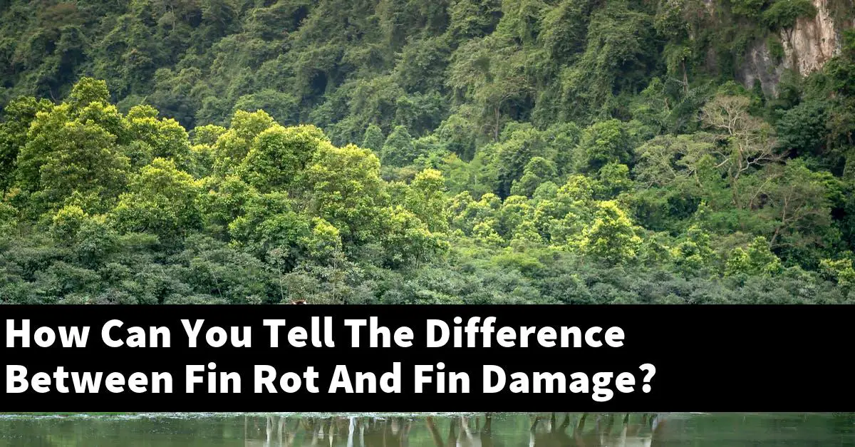 How Can You Tell The Difference Between Fin Rot And Fin Damage?