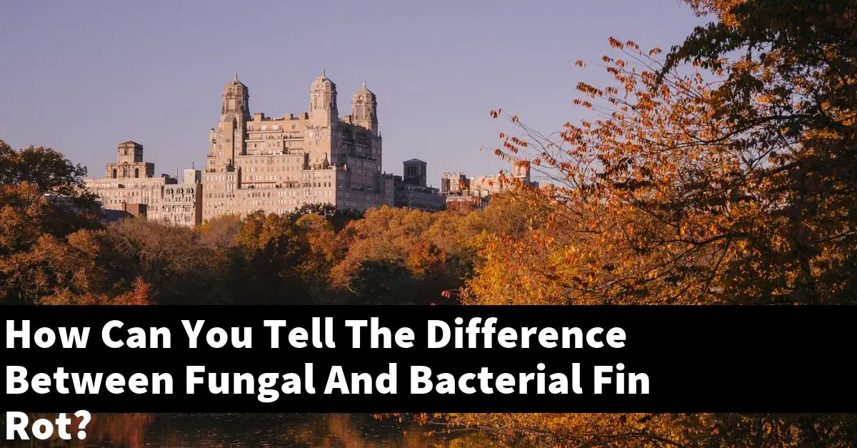 How Can You Tell The Difference Between Fungal And Bacterial Fin Rot?