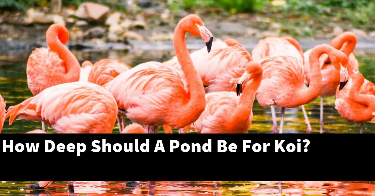 How Deep Should A Pond Be For Koi?